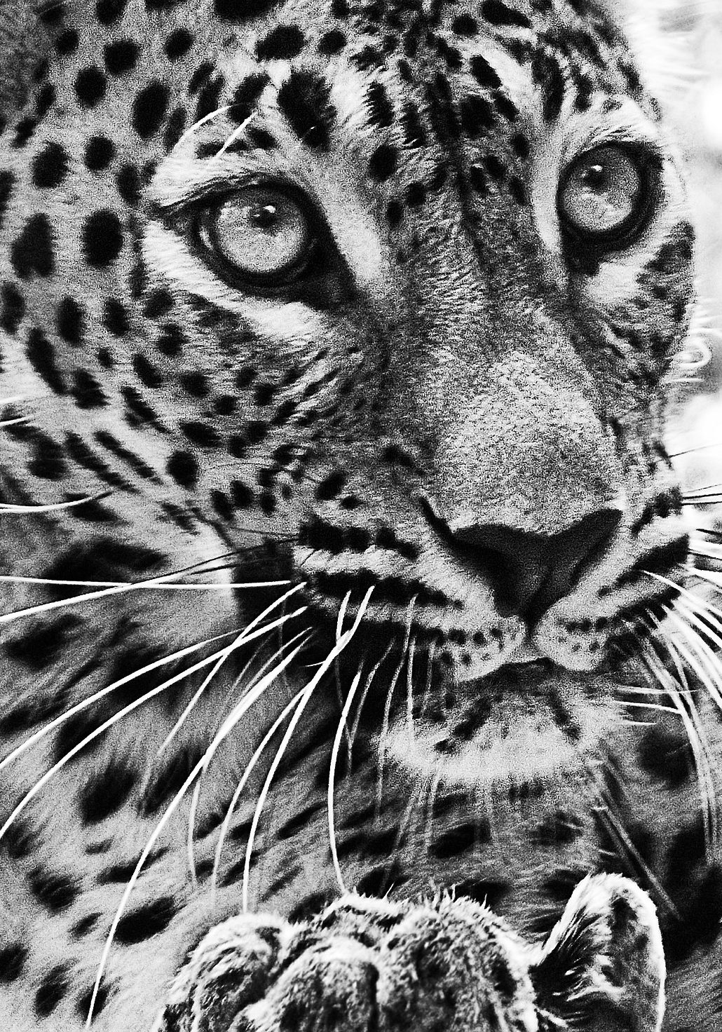jaguar-520844_1920